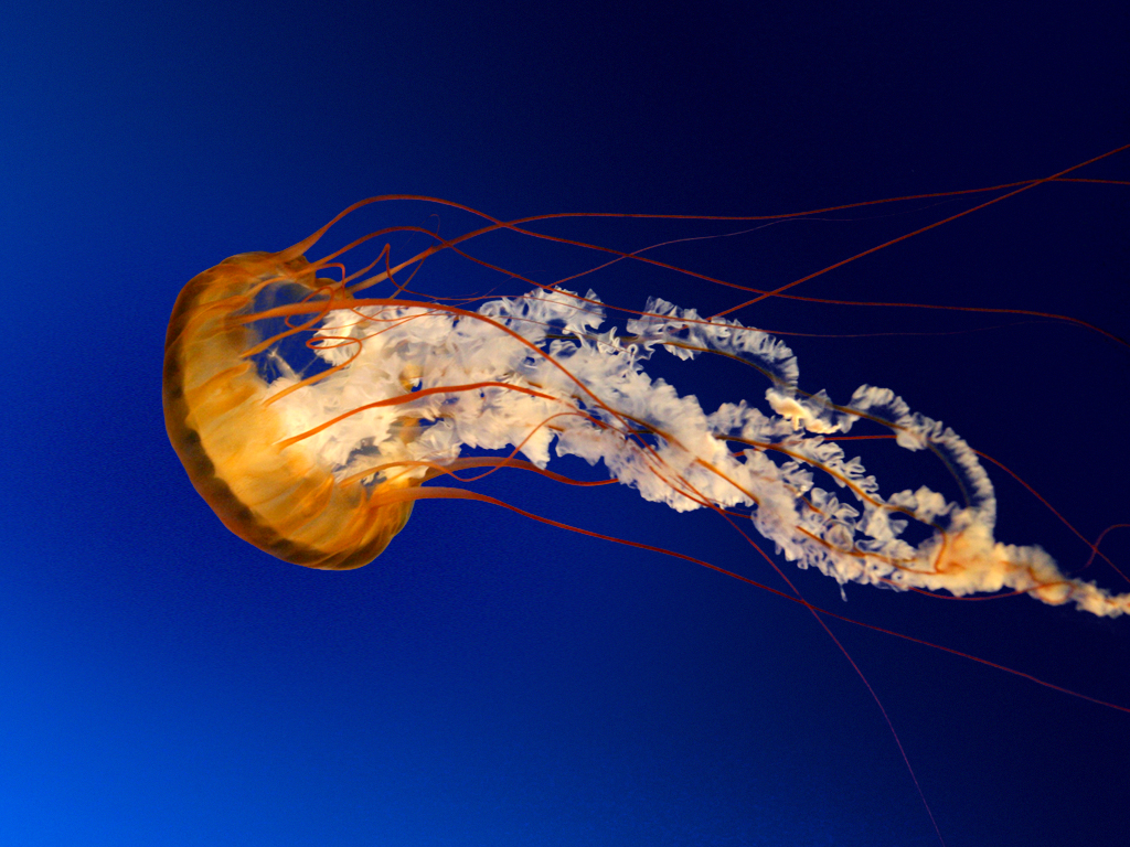 An image of a jellyfish